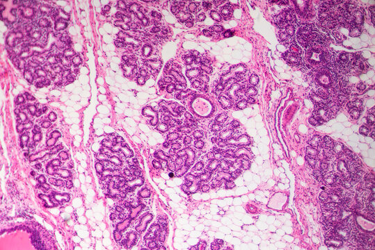 Adipose fat cell of anmial