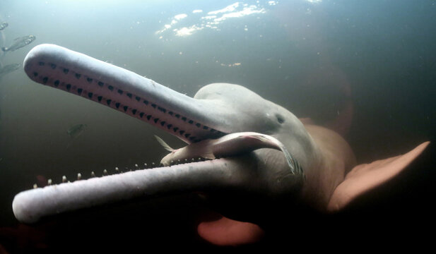 Amazon river dolphin