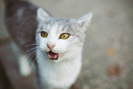 Cat meowing outdoors