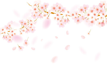 Fototapeta premium ふわふわ舞う桜