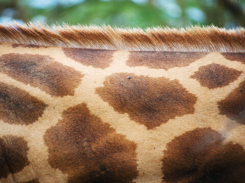 Giraffe skin. Kenya