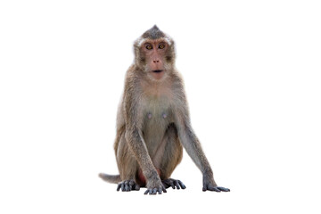 Stump-tailed macaque isolated on white background - Powered by Adobe