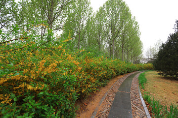 Fototapeta premium The path in the park and the green plants on both sides