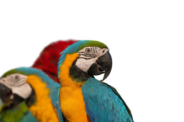Beautiful of macaw isolated on white background