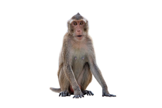 Monkey White Background Billeder – Gennemse 50,899 stockfotos, vektorer og  videoer | Adobe Stock