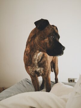 Dog standing on a bed.