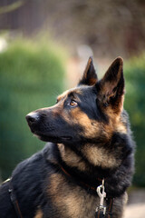 Fototapeta premium Schäferhund Gesicht Nah. Hund auf der Wiese blickt aufmerksam 