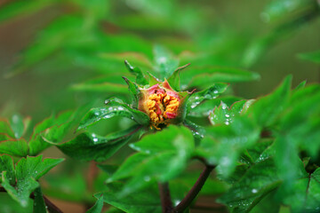 Blooming peonies in the park, China