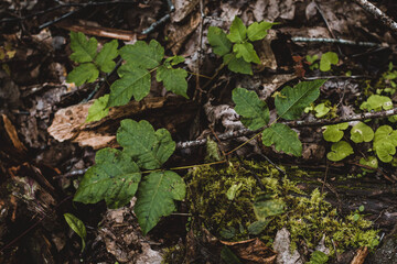 poison ivy