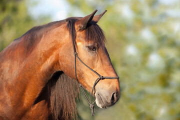 Pferd mit Knotenhalfter