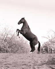 Obraz na płótnie Canvas Steigendes Pferd. Hengst auf der Wiese in Pose