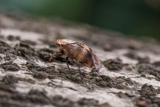 pest insect, leaf hopper