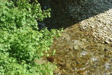 landscape in the summer