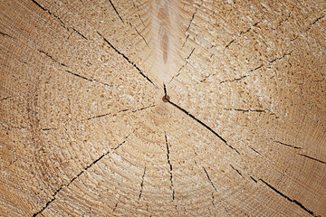 Background of wood in the cut