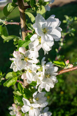 Fototapeta premium Spring apple tree flowers in the garden