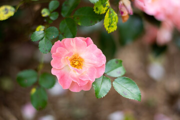 pink rose bush