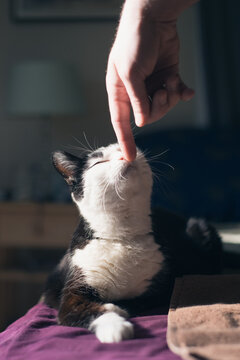 Man's hand teases black and white cat gently, while her head tilts up to sniff