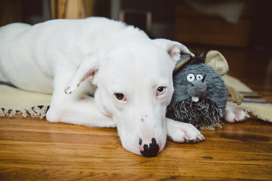 A cute white puppy lays with a stuffed mouse.