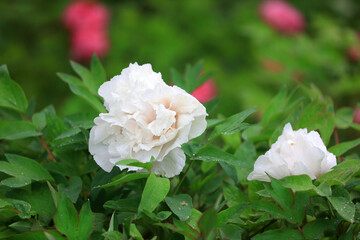 Blooming peonies in the park, China