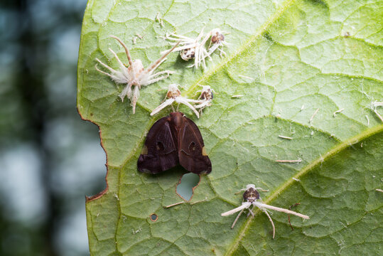 plant hopper