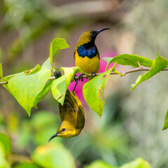 Male and female Olive-backed Sunbirds perching on the tree branch.
