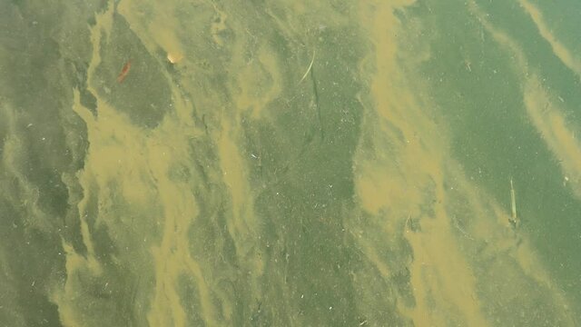 Murky pond scum water surface with algae overgrowth
