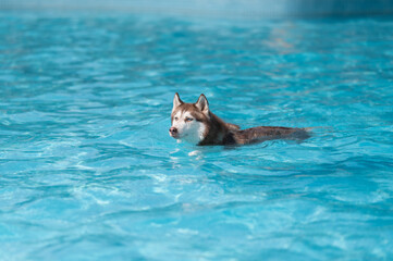 Husky swimming in the pool