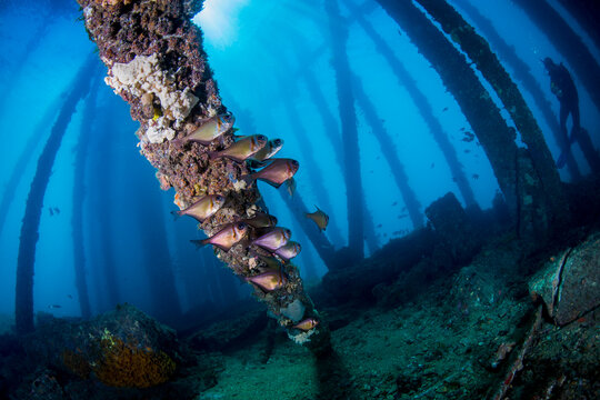 Glassy Sweeper, Copper Sweeper