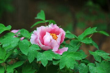Blooming peonies in the park, China