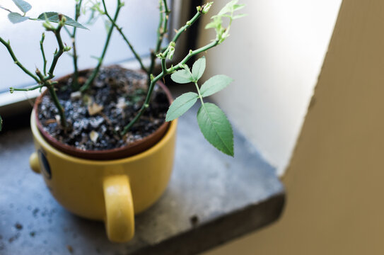Cup potted rose plant
