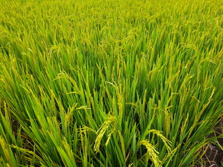 green rice field,nature top view