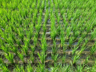 green rice fields in southeast asia,nature top view