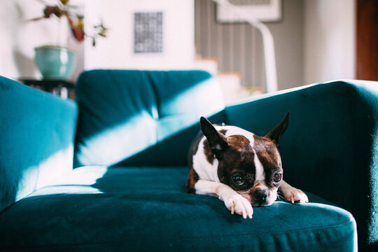 a boston terrier hanging out in a chair that she's not supposed to be in