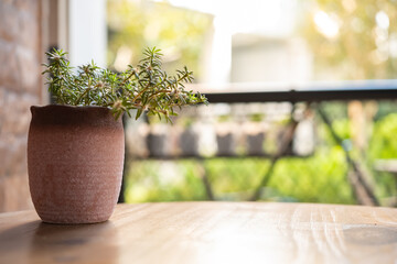 table with a potted plant in a garden in the morning