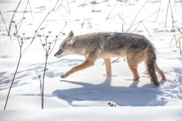A coyote is enjoying a sunny winter day