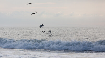 Fototapeta premium Pelicans hunt fish on the ocean coast in Assateague State park