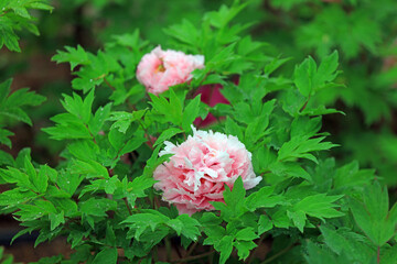 Blooming peonies in the park, China
