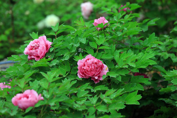 Blooming peonies in the park, China