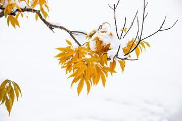 雪の中にも色彩見つけ