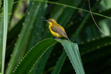 Female Olive-backed Sunbirds perching on the leaf.