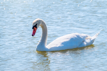 Graceful white Swan swimming in the lake, swans in the wild. Portrait of a white swan swimming on a lake.