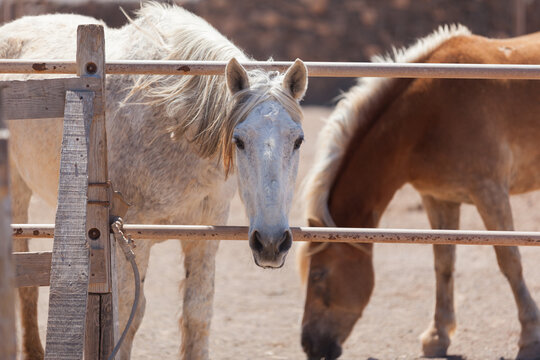 Horse Portrait in a Desert Stable .