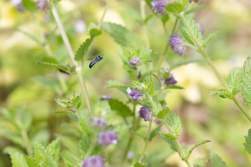 flowers in the garden