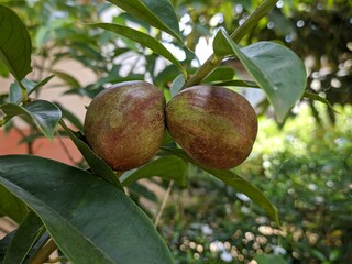 Phaleria macrocarpa (crown of god / simalakama) in tropical nature Borneo