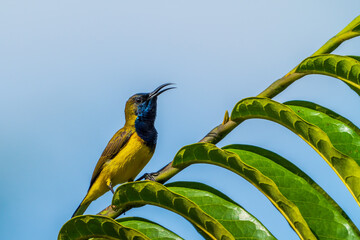 Male Olive-backed sunbird perching on the tree branch with blue sky background.