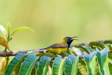 Male Olive-backed sunbird perching on the tree branch with yellow background.