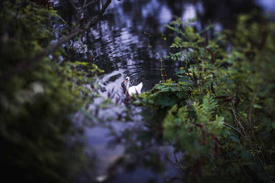 Many ripples in the pond around a swimming white swain
