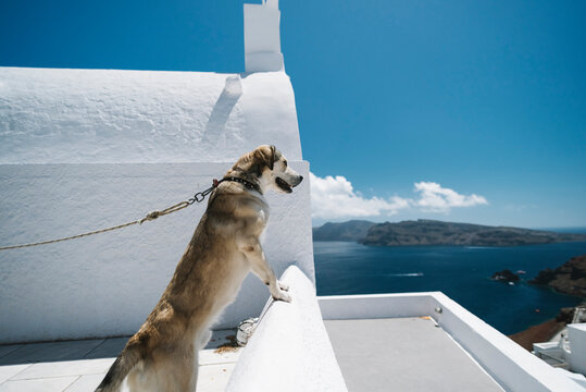 Dog on a balcony in Santorini