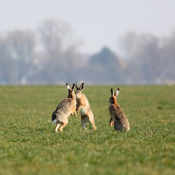 Two hares about to kiss, with a third one watching