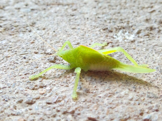 A green grasshopper on the cement floor